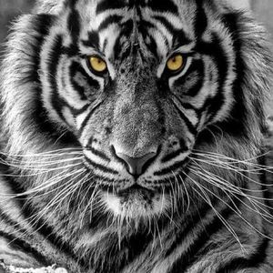 Meet your Posher, Kenneth